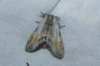 Harpyia milhauseri
