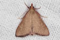 Hypsopygia incarnatalis