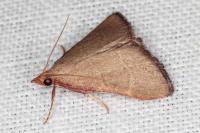 Hypsopygia incarnatalis