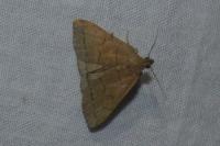 Herminia tarsipennalis