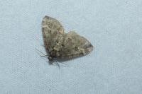 Perizoma lugdunaria