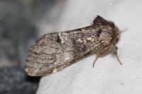 Drymonia dodonaea