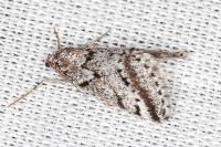 Eumannia oranaria