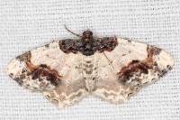 Ligdia adustata