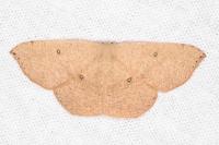 Cyclophora puppillaria