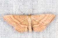 Idaea ochrata
