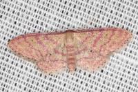 Idaea rhodogrammaria