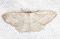 Idaea subsericeata