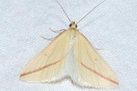 Rhodometra sacraria