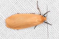 Wittia sororcula