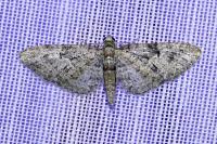 Eupithecia oxycedrata