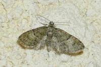 Eupithecia