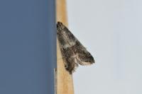 Apomyelois bistriatella