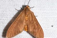 Dysauxes famula