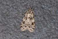 Scoparia ambigualis/basistrigalis