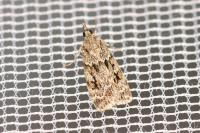 Scoparia