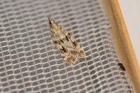 Scoparia
