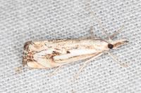 Catoptria falsella