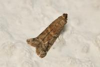Ephestia