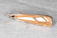 Catoptria