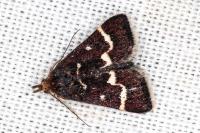 Pyrausta nigrata