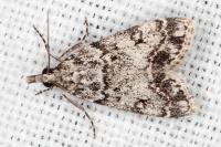 Eudonia lacustrata