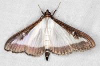Cydalima perspectalis