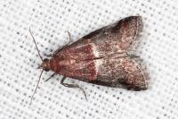 Acrobasis marmorea