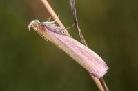 Oncocera semirubella