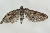 Eupithecia oxycedrata