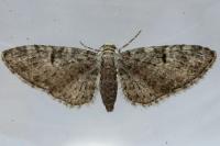 Eupithecia dodoneata