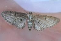 Eupithecia dodoneata