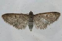 Eupithecia massiliata