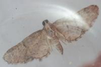 Eupithecia massiliata