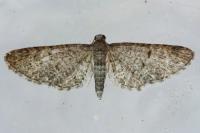 Eupithecia massiliata