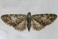 Eupithecia