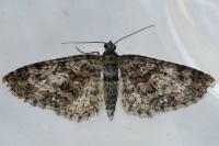 Eupithecia