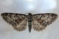 Eupithecia