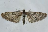 Eupithecia