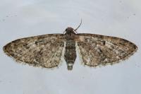 Eupithecia