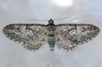 Eupithecia oxycedrata