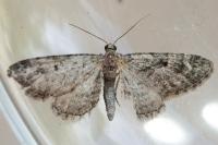 Eupithecia oxycedrata