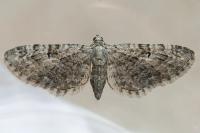 Eupithecia oxycedrata