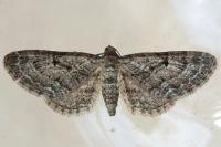 Eupithecia oxycedrata