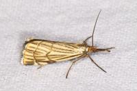 Chrysocramboides craterellus