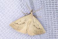 Macrochilo cribrumalis