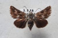 Omia cymbalariae