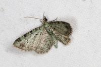 Pasiphila rectangulata