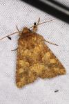 Conisania luteago olbiena