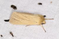Mythimna pallens